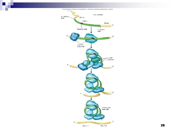 CHAPTER 12 GENE EXPRESSION AT THE MOLECULAR LEVEL