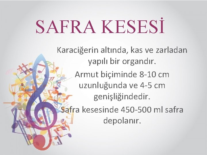 SAFRA KESESİ Karaciğerin altında, kas ve zarladan yapılı bir organdır. Armut biçiminde 8 -10