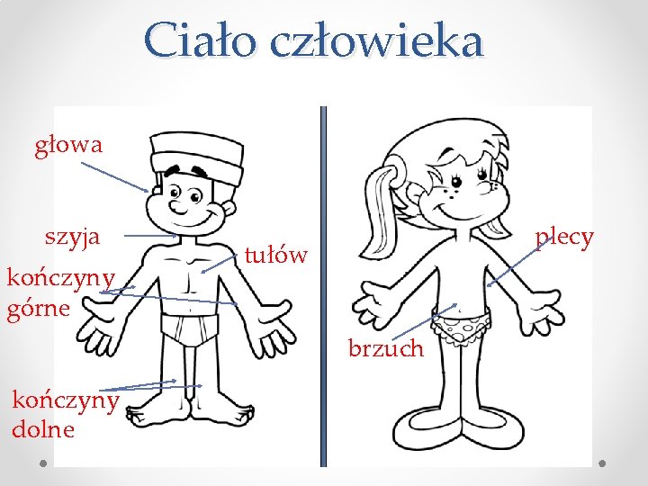 Ciało człowieka głowa szyja kończyny górne plecy tułów brzuch kończyny dolne 