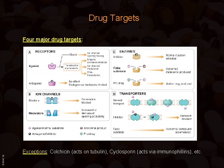 Drug Targets Four major drug targets: BIMM 118 Exceptions: Colchicin (acts on tubulin), Cyclosporin