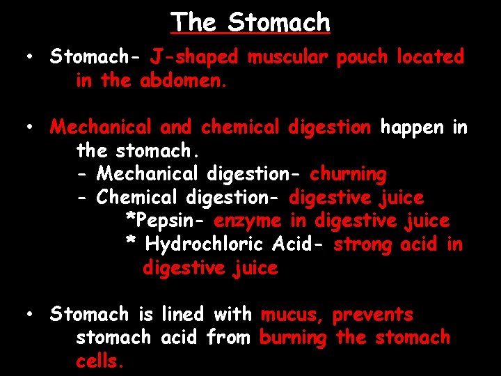 The Stomach • Stomach- J-shaped muscular pouch located in the abdomen. • Mechanical and