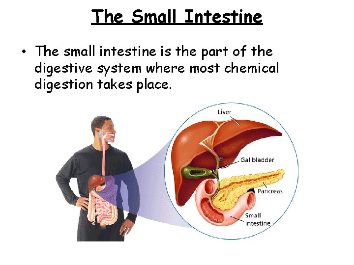 The Small Intestine - Final Digestion and Absorption • The small intestine is the