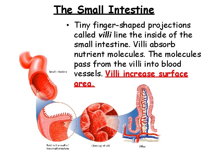The Small Intestine - Final Digestion and Absorption • Tiny finger-shaped projections called villi
