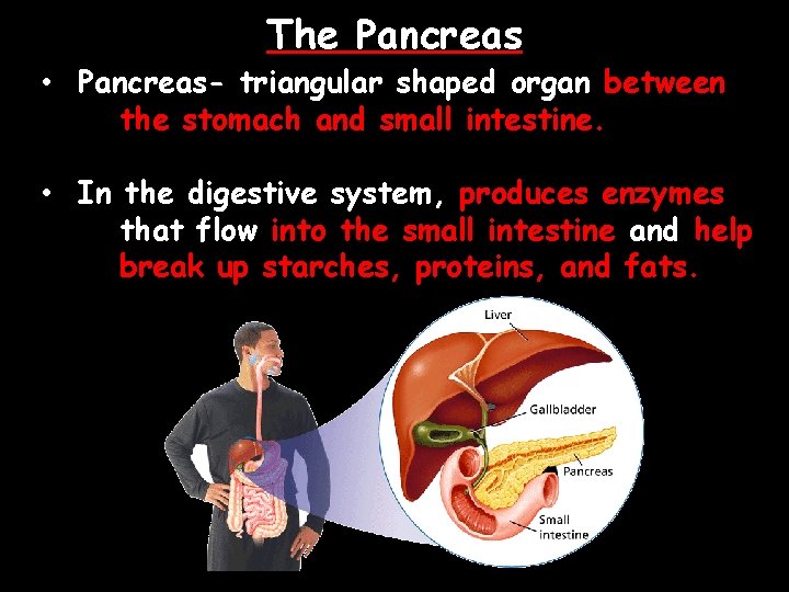 The Pancreas • Pancreas- triangular shaped organ between the stomach and small intestine. •