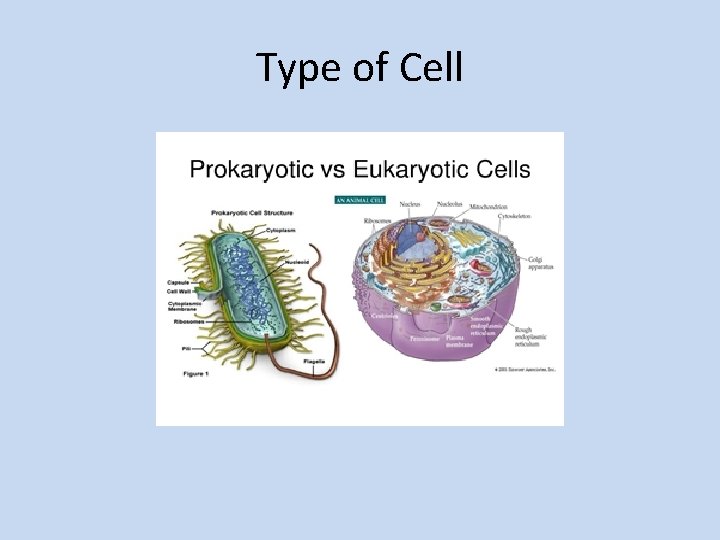 Type of Cell 