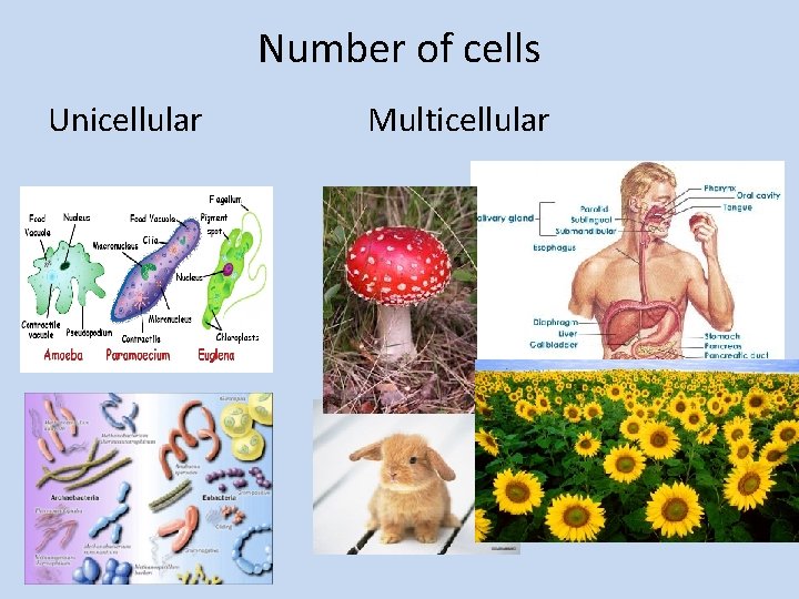 Number of cells Unicellular Multicellular 