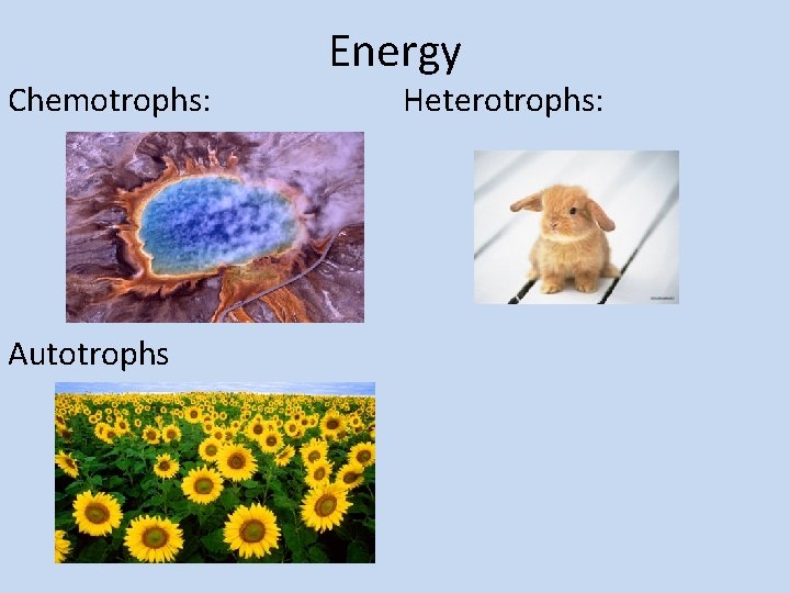 Chemotrophs: Autotrophs Energy Heterotrophs: 