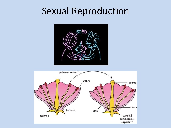 Sexual Reproduction 