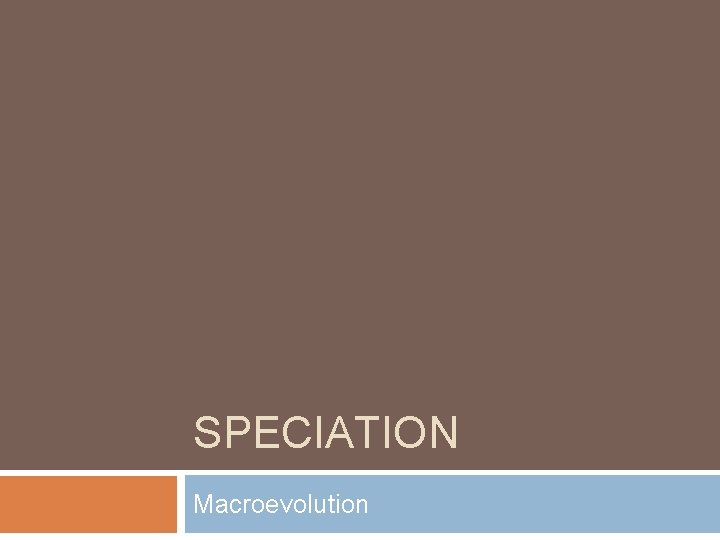 SPECIATION Macroevolution 