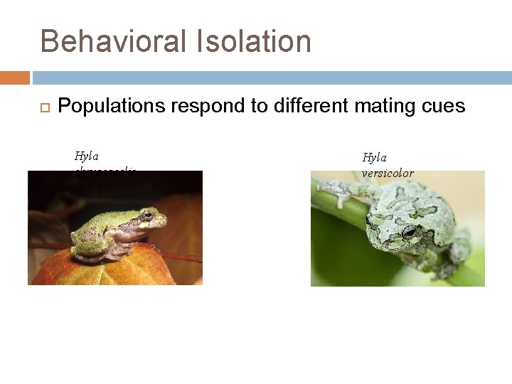 Behavioral Isolation Populations respond to different mating cues Hyla chrysoscelis Hyla versicolor 