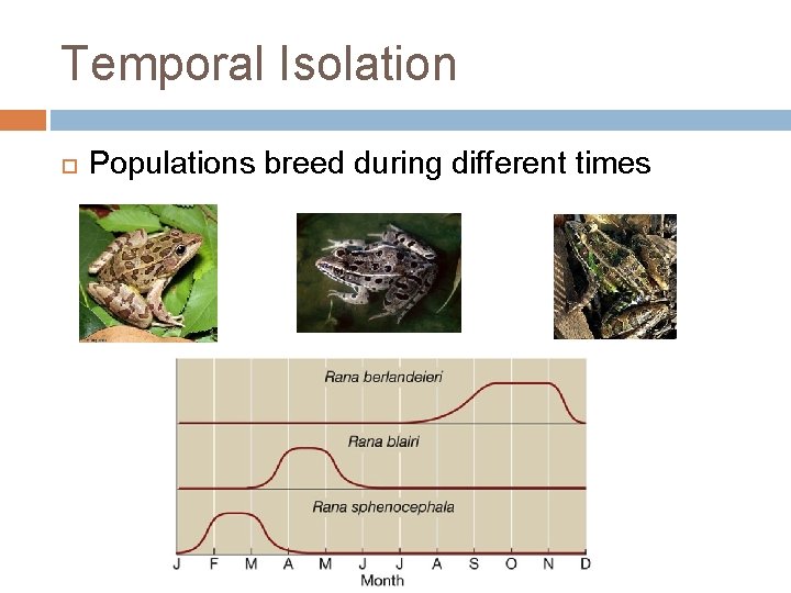 Temporal Isolation Populations breed during different times 