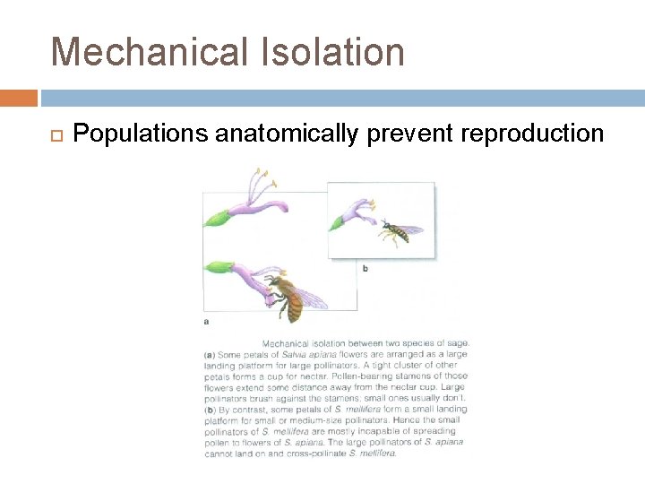 Mechanical Isolation Populations anatomically prevent reproduction 