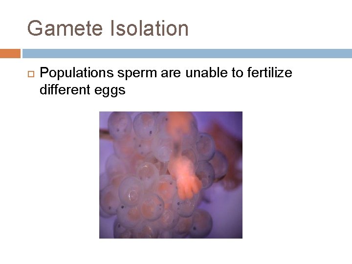 Gamete Isolation Populations sperm are unable to fertilize different eggs 