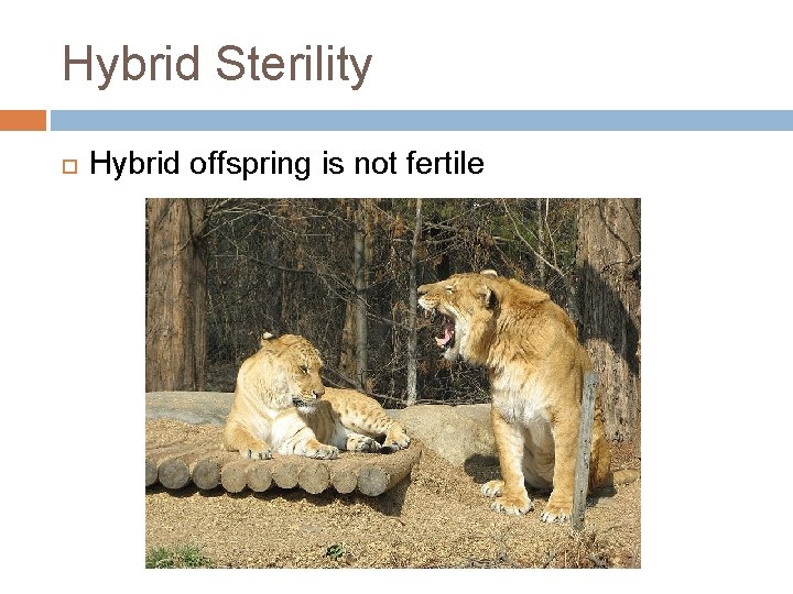 Hybrid Sterility Hybrid offspring is not fertile 