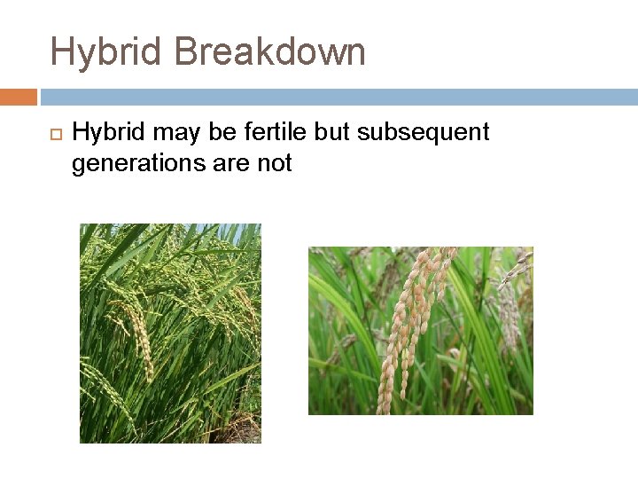 Hybrid Breakdown Hybrid may be fertile but subsequent generations are not 