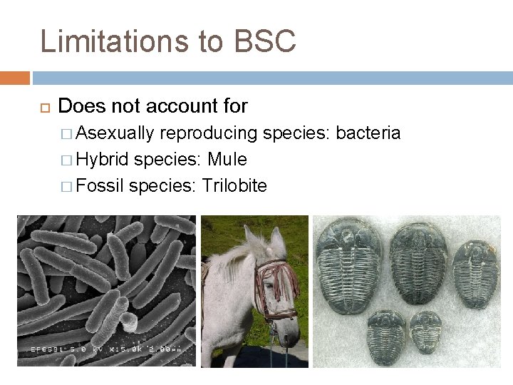 Limitations to BSC Does not account for � Asexually reproducing species: bacteria � Hybrid