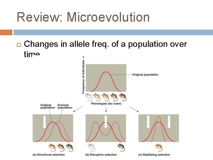 Review: Microevolution Changes in allele freq. of a population over time. 