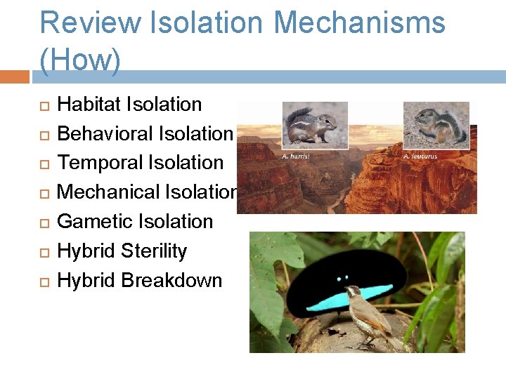 Review Isolation Mechanisms (How) Habitat Isolation Behavioral Isolation Temporal Isolation Mechanical Isolation Gametic Isolation