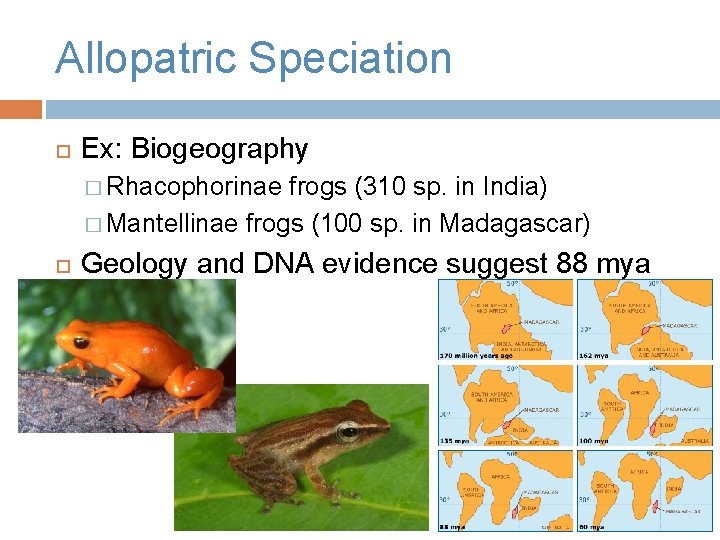 Allopatric Speciation Ex: Biogeography � Rhacophorinae frogs (310 sp. in India) � Mantellinae frogs