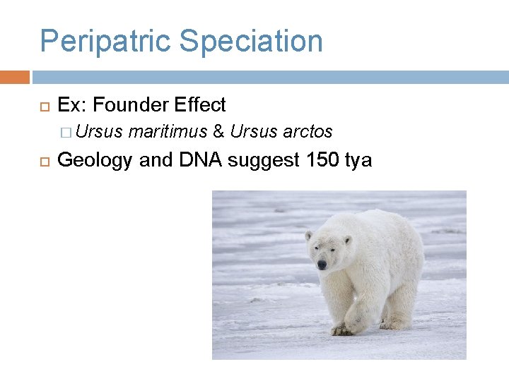 Peripatric Speciation Ex: Founder Effect � Ursus maritimus & Ursus arctos Geology and DNA