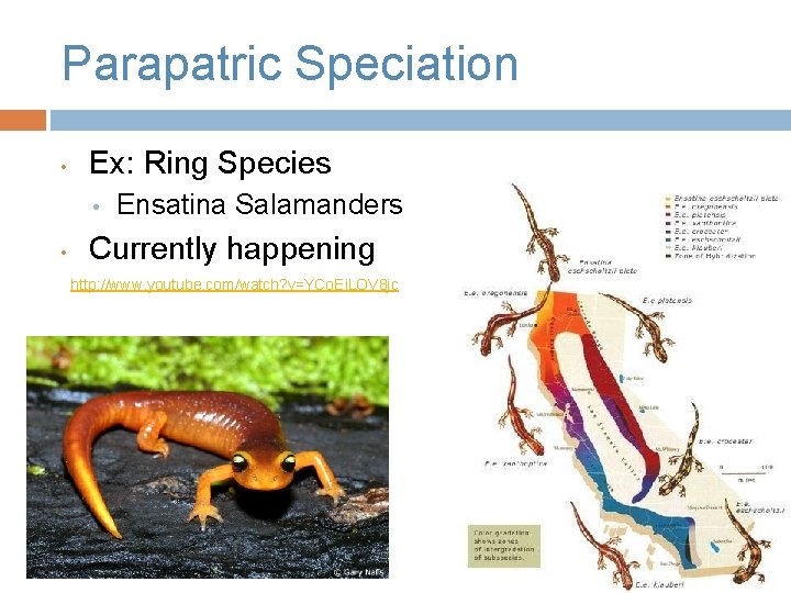 Parapatric Speciation • Ex: Ring Species • • Ensatina Salamanders Currently happening http: //www.