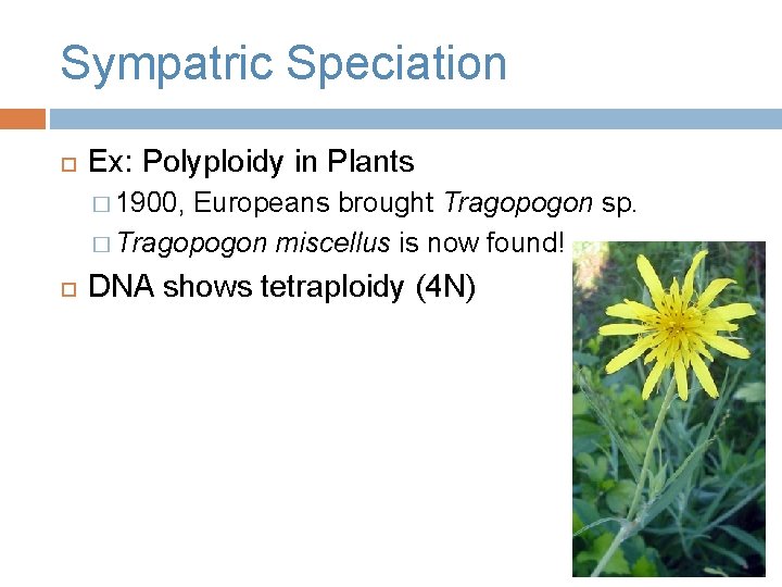 Sympatric Speciation Ex: Polyploidy in Plants � 1900, Europeans brought Tragopogon sp. � Tragopogon