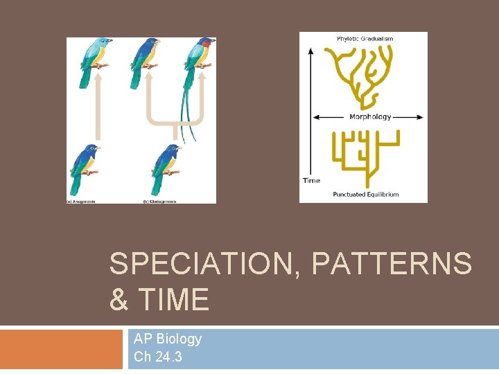 SPECIATION, PATTERNS & TIME AP Biology Ch 24. 3 