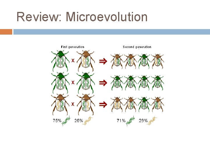 Review: Microevolution 