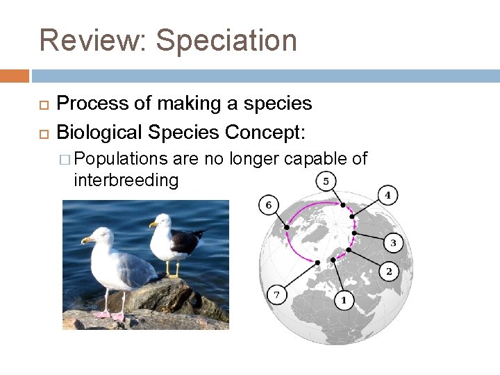 Review: Speciation Process of making a species Biological Species Concept: � Populations are no