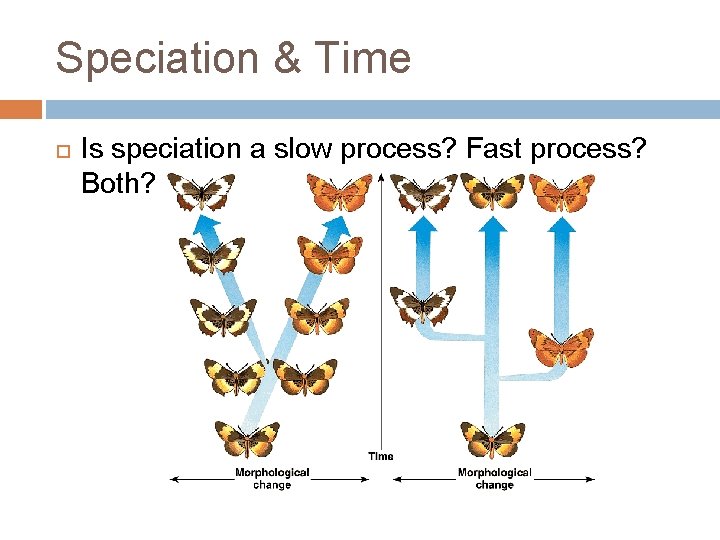 Speciation & Time Is speciation a slow process? Fast process? Both? 