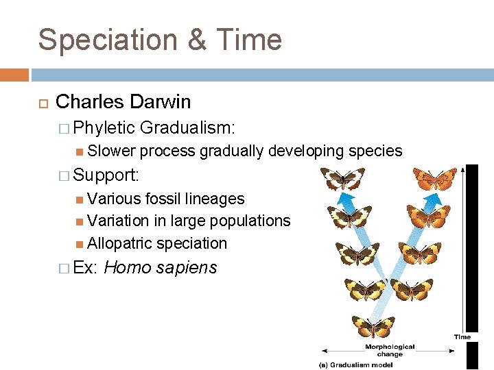 Speciation & Time Charles Darwin � Phyletic Gradualism: Slower process gradually developing species �