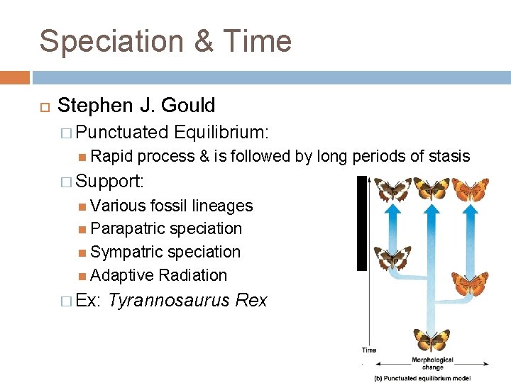 Speciation & Time Stephen J. Gould � Punctuated Rapid Equilibrium: process & is followed