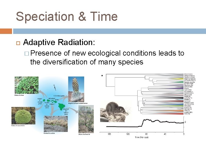 Speciation & Time Adaptive Radiation: � Presence of new ecological conditions leads to the