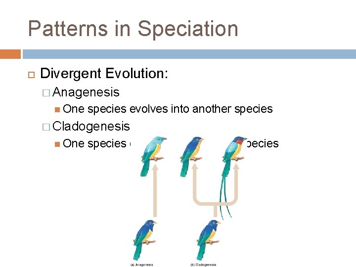 Patterns in Speciation Divergent Evolution: � Anagenesis One species evolves into another species �