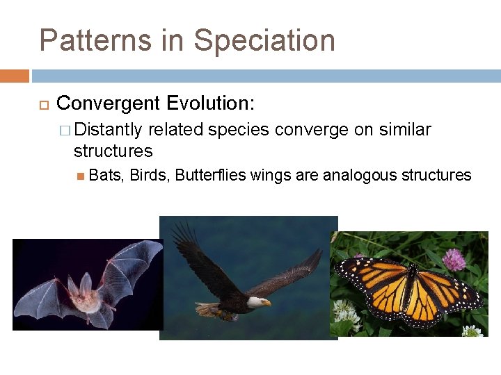 Patterns in Speciation Convergent Evolution: � Distantly related species converge on similar structures Bats,