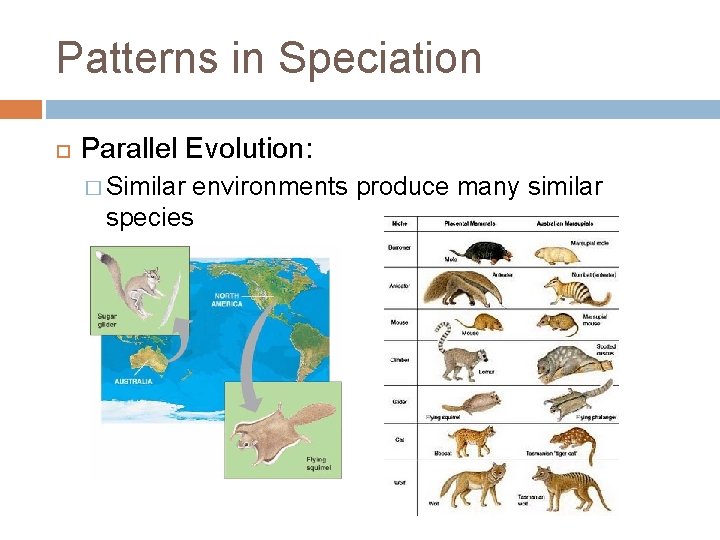 Patterns in Speciation Parallel Evolution: � Similar environments produce many similar species 