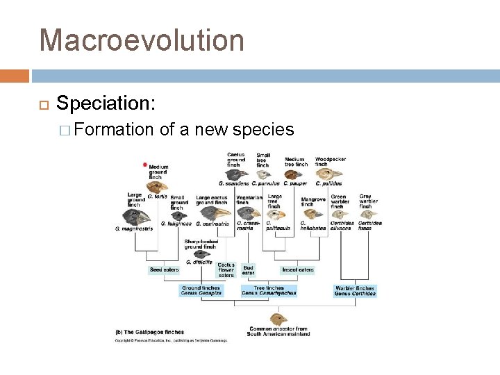 Macroevolution Speciation: � Formation of a new species 