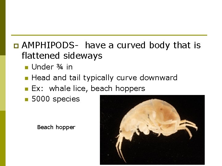 p AMPHIPODS- have a curved body that is flattened sideways n n Under ¾