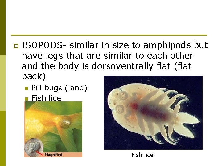 p ISOPODS- similar in size to amphipods but have legs that are similar to