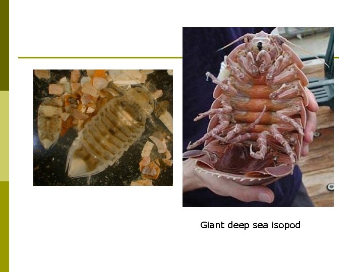 Giant deep sea isopod 