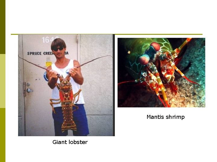 Mantis shrimp Giant lobster 