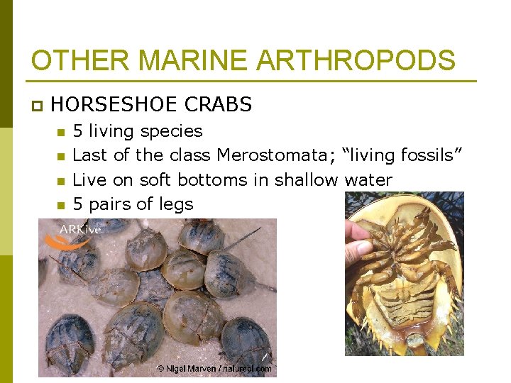 OTHER MARINE ARTHROPODS p HORSESHOE CRABS n n 5 living species Last of the