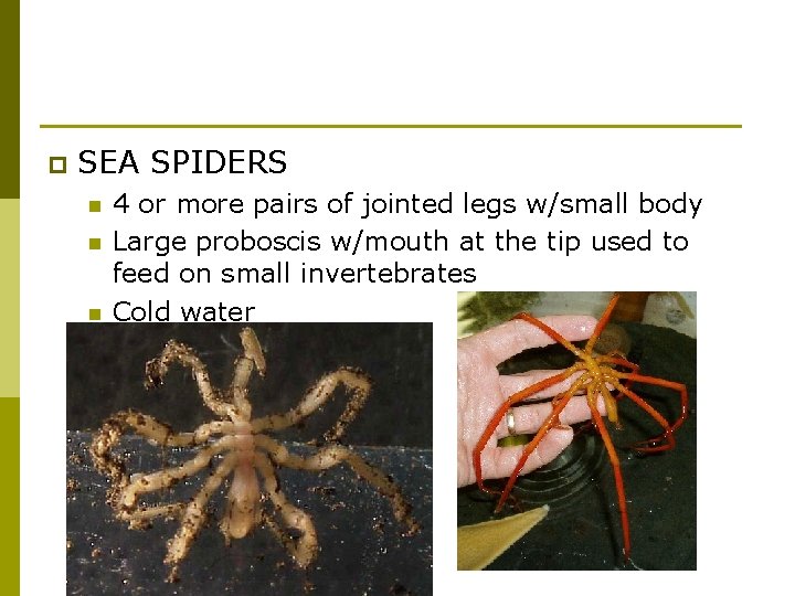 p SEA SPIDERS n n n 4 or more pairs of jointed legs w/small