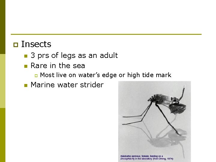 p Insects n n 3 prs of legs as an adult Rare in the
