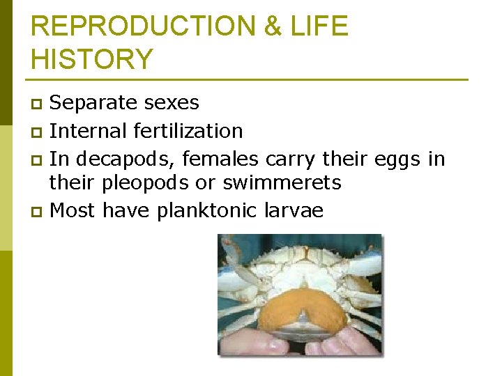 REPRODUCTION & LIFE HISTORY Separate sexes p Internal fertilization p In decapods, females carry