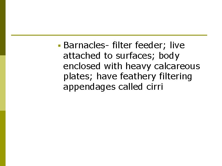 § Barnacles- filter feeder; live attached to surfaces; body enclosed with heavy calcareous plates;