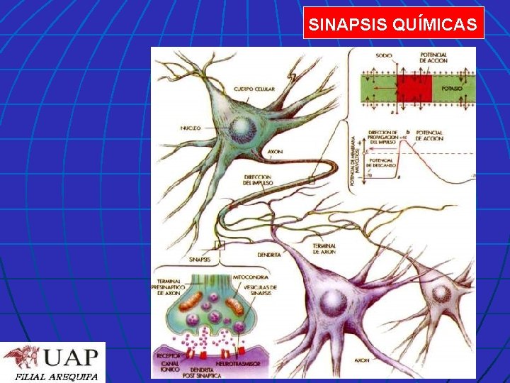 SINAPSIS QUÍMICAS 