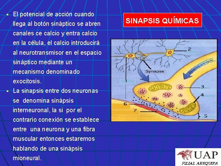 § El potencial de acción cuando llega al botón sináptico se abren canales ce