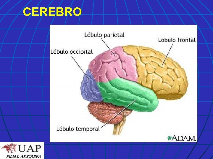 CEREBRO 