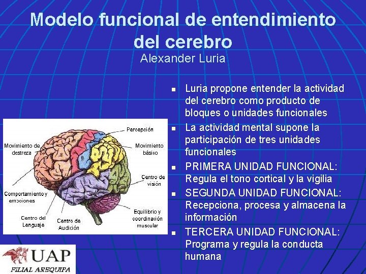 Modelo funcional de entendimiento del cerebro Alexander Luria n n n Luria propone entender